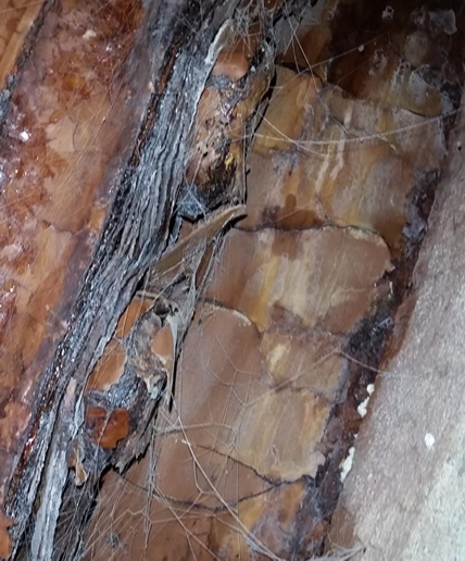 figure-1-corroded-steel-main